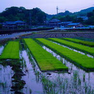 さあ明日は田植えだ。