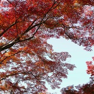 紅葉07