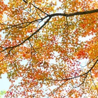 紅葉08