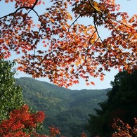 紅葉09
