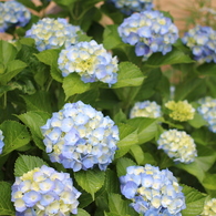 紫陽花⑤