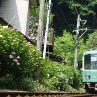 長倉さん家の紫陽花と江ノ電。