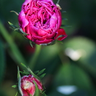 春の花　～薔薇