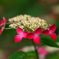 山紫陽花