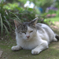 ③さよなら、ノラ猫～つかの間の休息　（103）