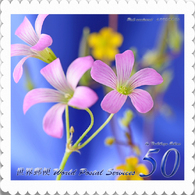 花切手＜2014-24＞＊ムラサキカタバミ