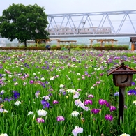 雨の菖蒲園