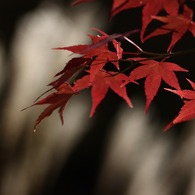 嵐山の紅葉#2