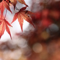 嵐山の紅葉#3