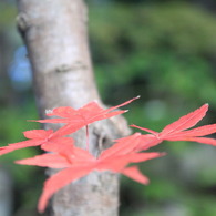 神峯山寺　紅葉