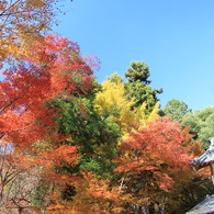 神峯山寺　紅葉