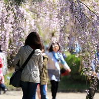 『弘前公園』10