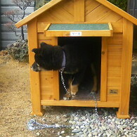 犬小屋、練習中に…