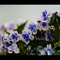 紫陽花11