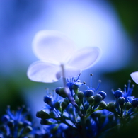蕊の憂鬱