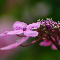 額紫陽花