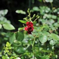 薔薇④