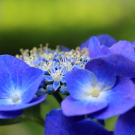 紫陽花５