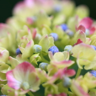 紫陽花９
