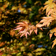 春の紅葉