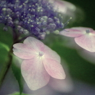 ここに花あり　trois
