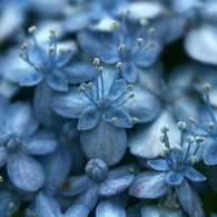 ここに花あり　quatre