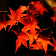 禅林寺永観堂