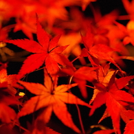禅林寺永観堂