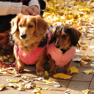 愛犬こすも＆もも