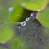 蜘蛛の巣の水滴