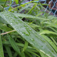 雨のお皿