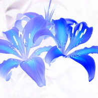 二輪のBlue lily