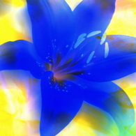 Blue lily