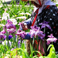 花菖蒲20景８