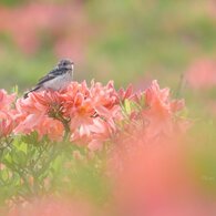 レンゲツツジと小鳥