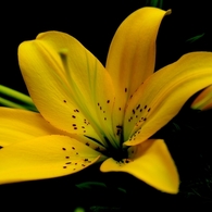 百合