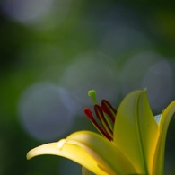 Lily flower