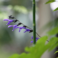 四季の花公園