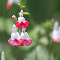 四季の花公園