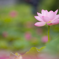 梅雨の華