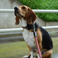雨宿り