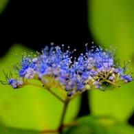 山紫陽花