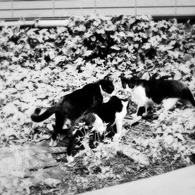 猫撮り散歩610