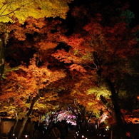 紅葉花道