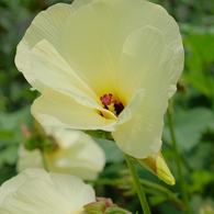 トロロアオイ(黄蜀葵)花オクラ