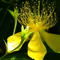 華