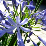 華