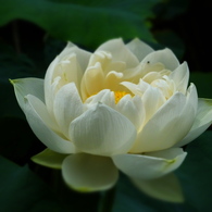 東福寺・蓮の華