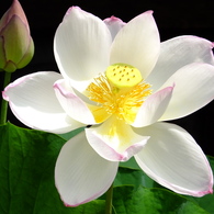 東福寺・蓮の華