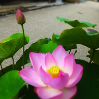 東福寺・蓮の華